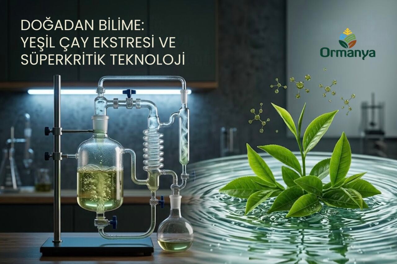 Yeşil Çay Ekstresi Nedir? Süperkritik CO₂ Ekstraksiyonu ile Saf Bitki Özü