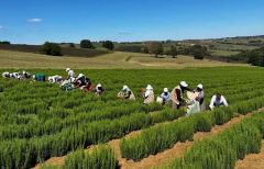 BİBERİYE ÇAYI - 70 gr