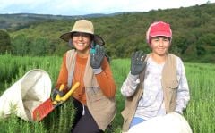 Doğal Biberiye Yağı - 5 ml