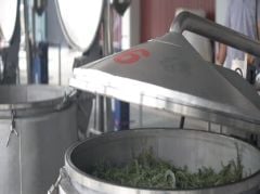 DEFNE UÇUCU YAĞI - 5 ml