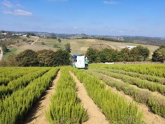 Biberiye Özlü Şampuan - 400 ml (SLS-SLES-Sülfat-Alkol IÇERMEZ.)