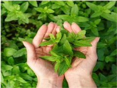 BİBERİYE ÖZLÜ TIBBİ NANELİ AĞIZ ÇALKALAMA SUYU - 200 ml (ALKOL-FLORÜR-SLS-SLES-SÜLFAT İÇERMEZ.)