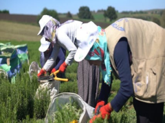 BİBERİYE ÖZLÜ TIBBİ NANELİ AĞIZ ÇALKALAMA SUYU - 200 ml (ALKOL-FLORÜR-SLS-SLES-SÜLFAT İÇERMEZ.)