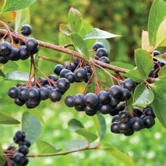 ARONYA MEYVESİ (500 g)