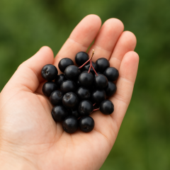 ARONYA MEYVESİ (500 g)
