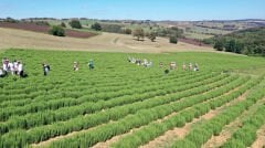 1 Kg Kurutulmuş Dökme Biberiye – (Organik Sertifikalı)