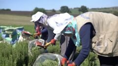 Kurutulmuş Dökme Biberiye - 1 Kg