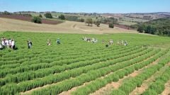 1 kg Kurutulmuş Dökme Kekik