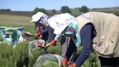 1 kg Kurutulmuş Dökme Kekik