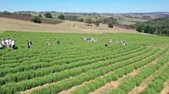 1 kg Kurutulmuş Dökme Melisa (Oğulotu)