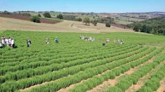 Kurutulmuş Dökme Lavanta - 1 Kg